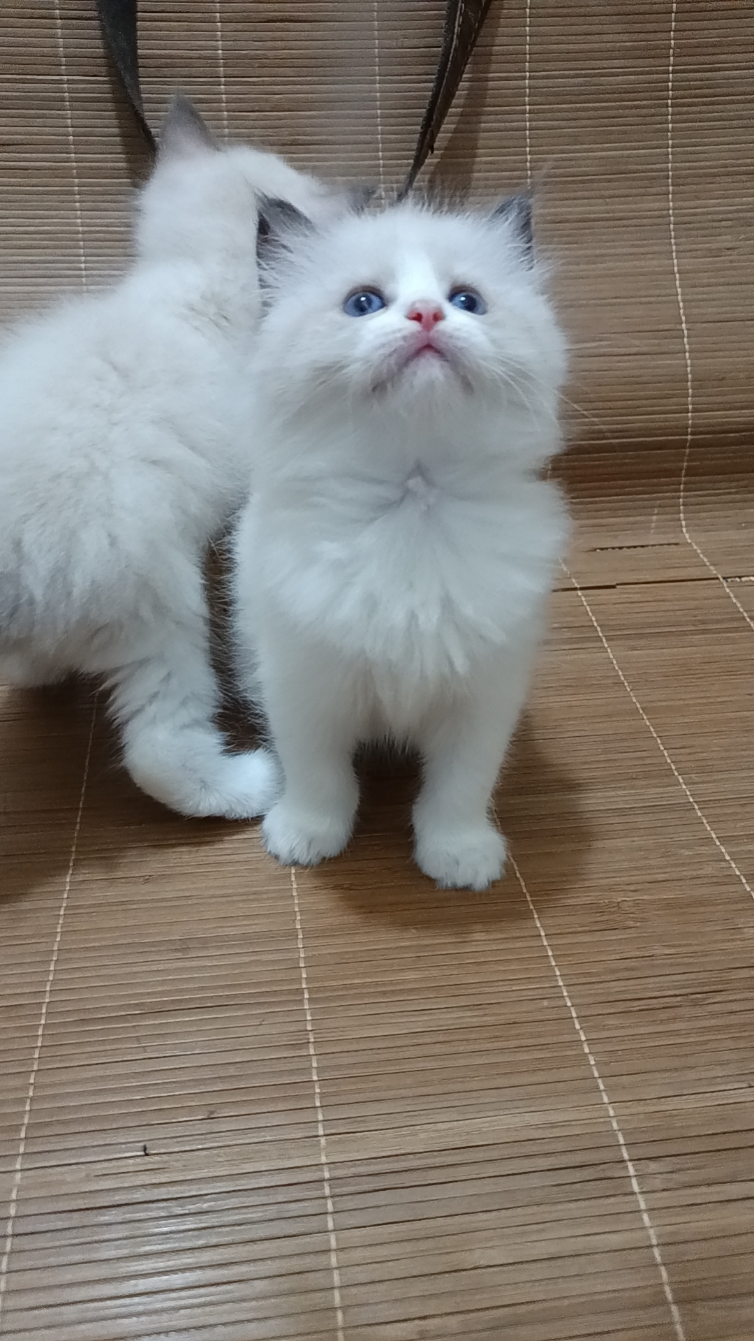 精品布偶特价出